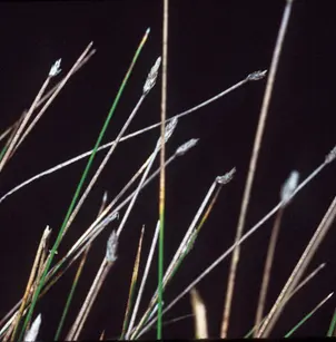 Common Spikerush (Eleocharis palustris)