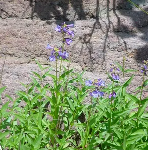 Rydberg's Penstemon (Penstemon rydbergii)