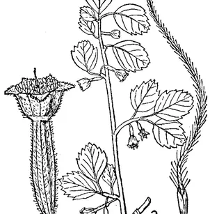 Mountain Mahogany (Cercocarpus montanus)
