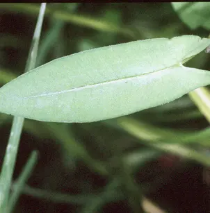 Arrowleaf Tearthumb (Polygonum sagittatum)