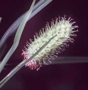 Cattail Sedge (Carex typhina)
