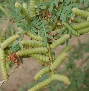 Screwbean Mesquite (Prosopis pubescens)