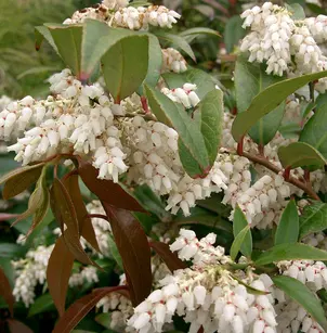 Coast Leucothoe (Leucothoe axillaris)