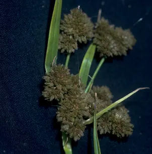 Cloaked Bulrush (Scirpus pallidus)