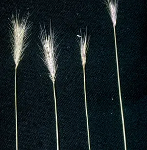 Meadow Barley (Hordeum brachyantherum)