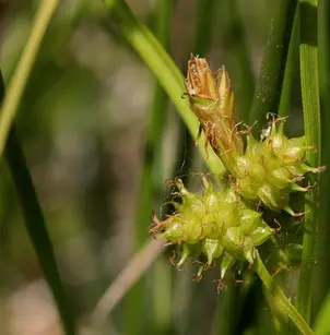 Little Green Sedge (Carex viridula)