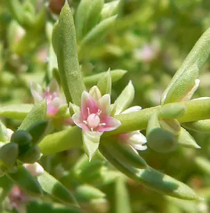 Boraxweed (Nitrophila occidentalis)