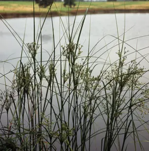 Woolgrass (Scirpus cyperinus)