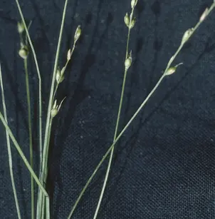 Softleaf Sedge (Carex disperma)