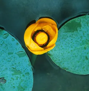 Rocky Mountain Pond-Lily (Nuphar lutea subsp. polysepala)