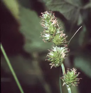 Troublesome Sedge (Carex molesta)