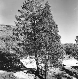 Coulter Pine (Pinus coulteri)