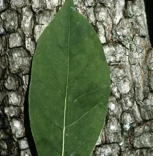 American Persimmon (Diospyros virginiana)