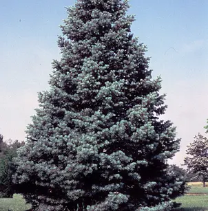 White Fir (Abies concolor)
