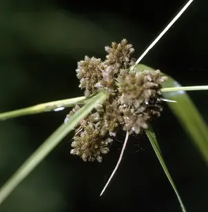 Georgia Bulrush (Scirpus georgianus)