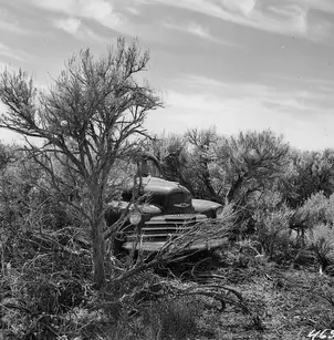 Big Sagebrush (Artemisia tridentata)