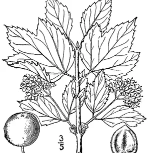 Squashberry (Viburnum edule)