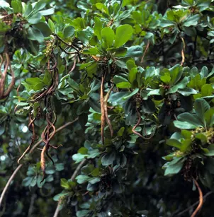 Gregorywood (Bucida buceras)