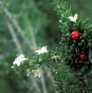 Carolina Desert-Thorn (Lycium carolinianum)