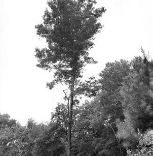 Bitternut Hickory (Carya cordiformis)