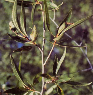Narrowleaf Cottonwood (Populus angustifolia)