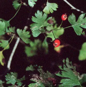 Parsley Hawthorn (Crataegus marshallii)