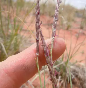 James' Galleta (Pleuraphis jamesii)