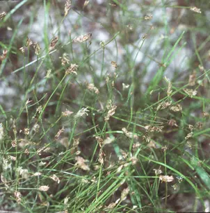 Needle Spikerush (Eleocharis acicularis)