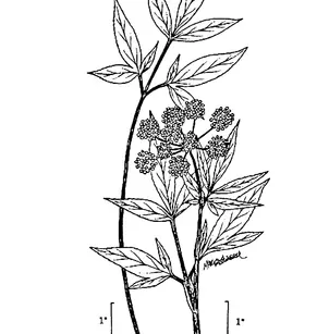 Lyall's Angelica (Angelica arguta)