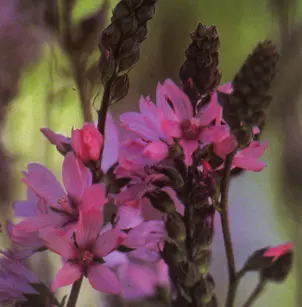 Oregon Checkerbloom (Sidalcea oregana)