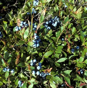Lowbush Blueberry (Vaccinium angustifolium)