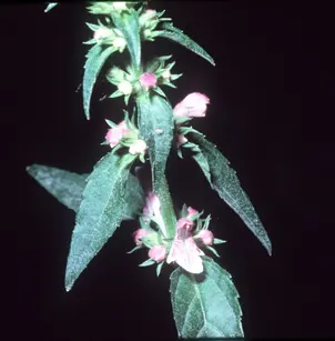 Smooth Hedgenettle (Stachys tenuifolia)