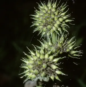 Broadfruit Bur-Reed (Sparganium eurycarpum)