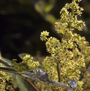 Winged Sumac (Rhus copallinum)