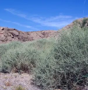 Big Saltbush (Atriplex lentiformis)