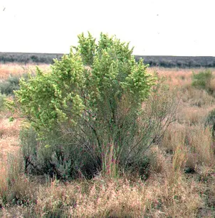 Fourwing Saltbush (Atriplex canescens)