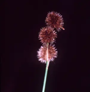 Whiteroot Rush (Juncus brachycarpus)