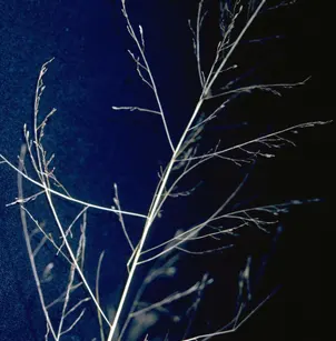 Nuttall's Alkaligrass (Puccinellia nuttalliana)