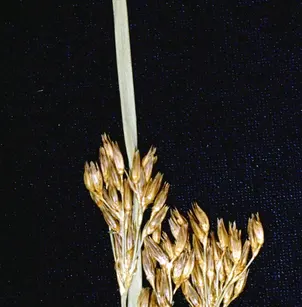 Mexican Rush (Juncus mexicanus)