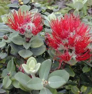 'ohi'a Lehua (Metrosideros polymorpha)
