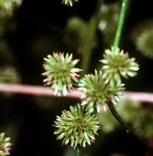 Needlepod Rush (Juncus scirpoides)