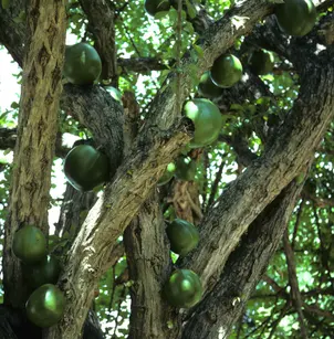 Common Calabash Tree (Crescentia cujete)