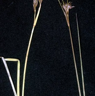 Sierra Rush (Juncus nevadensis)