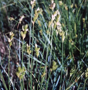 Blunt Broom Sedge (Carex tribuloides)