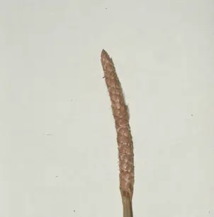 Gulf Coast Spikerush (Eleocharis cellulosa)