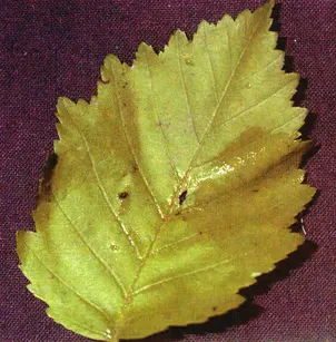 Thinleaf Alder (Alnus incana subsp. tenuifolia)