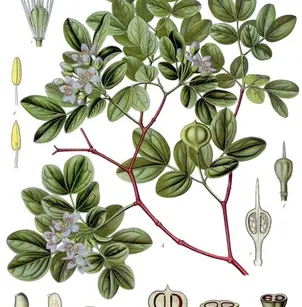 Lignum-Vitae (Guaiacum officinale)