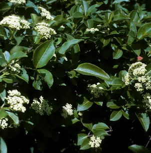 Witherod Viburnum (Viburnum cassinoides)