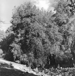 Coast Live Oak (Quercus agrifolia)