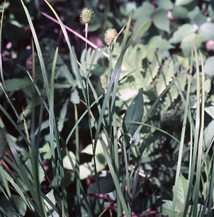 Squarrose Sedge (Carex squarrosa)